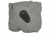 Calymene Niagarensis Trilobite Fossil - New York #357097-1